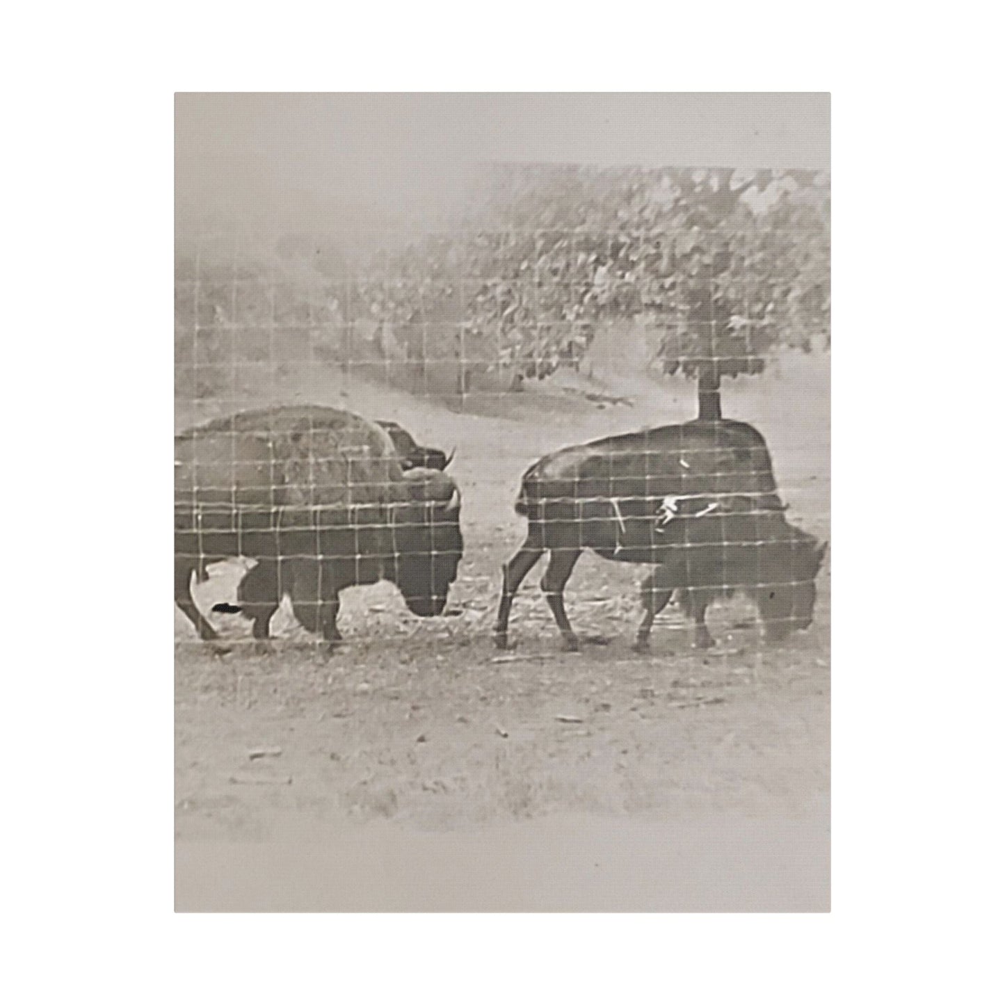 Buffalo at Redwood Falls Satin Canvas Stretched