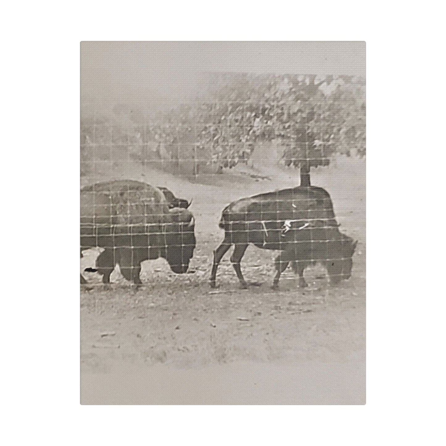 Buffalo at Redwood Falls Satin Canvas Stretched