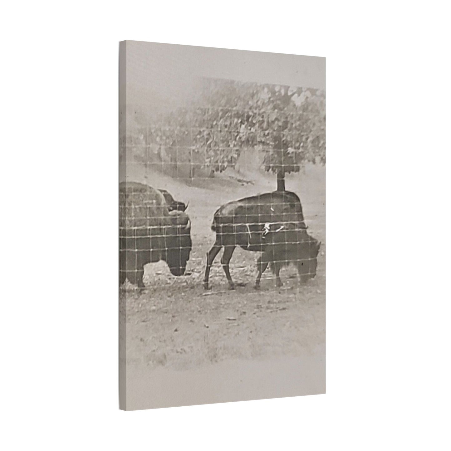 Buffalo at Redwood Falls Satin Canvas Stretched