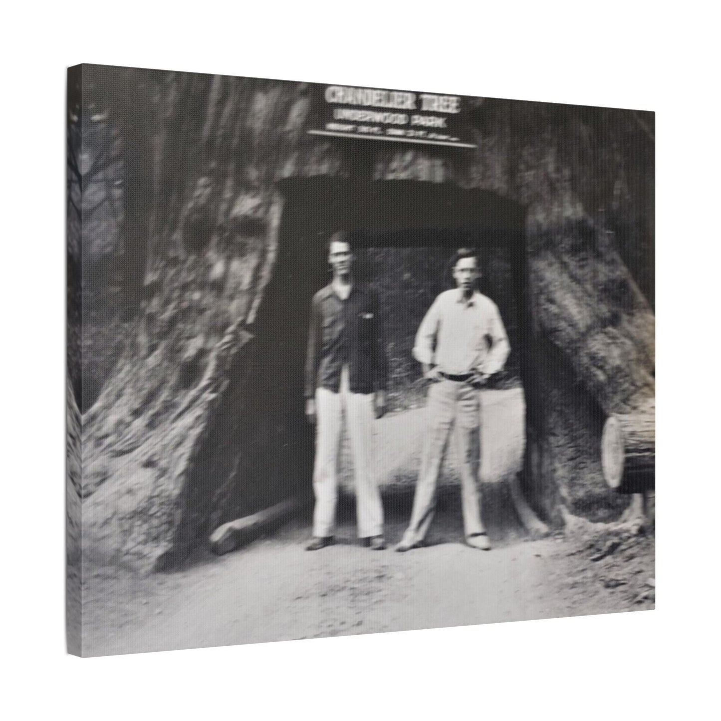 Chandelier Redwood Tree Satin Canvas Stretched