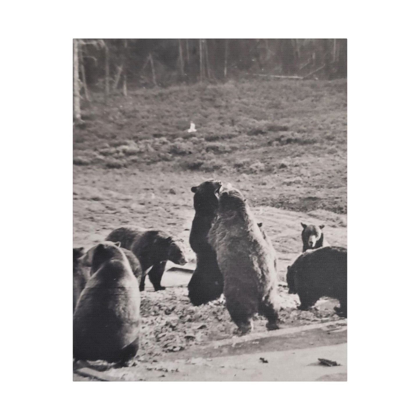 Yellowstone Grizzly Bears Satin Canvas Stretched