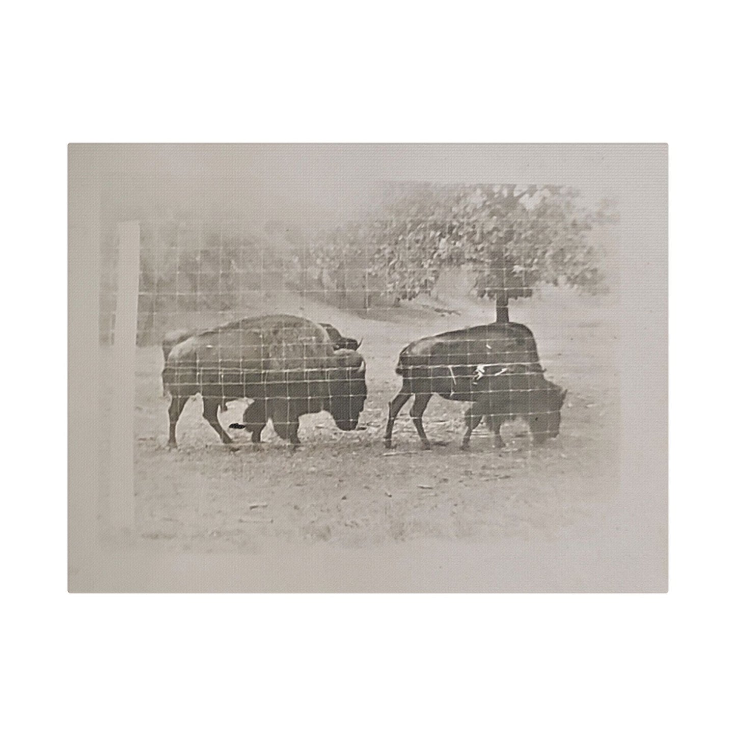Buffalo at Redwood Falls Satin Canvas Stretched