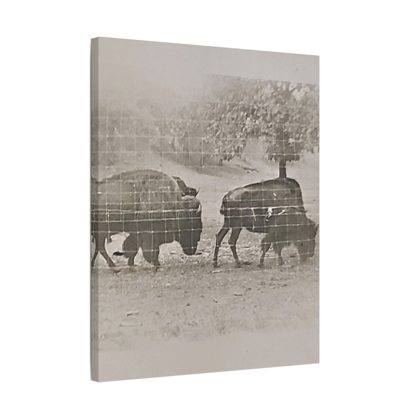 Buffalo at Redwood Falls Satin Canvas Stretched