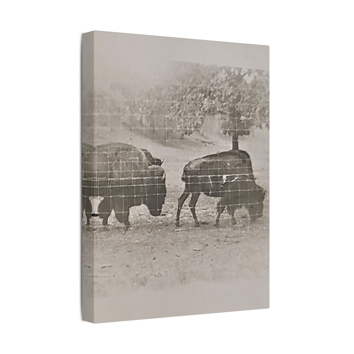 Buffalo at Redwood Falls Satin Canvas Stretched