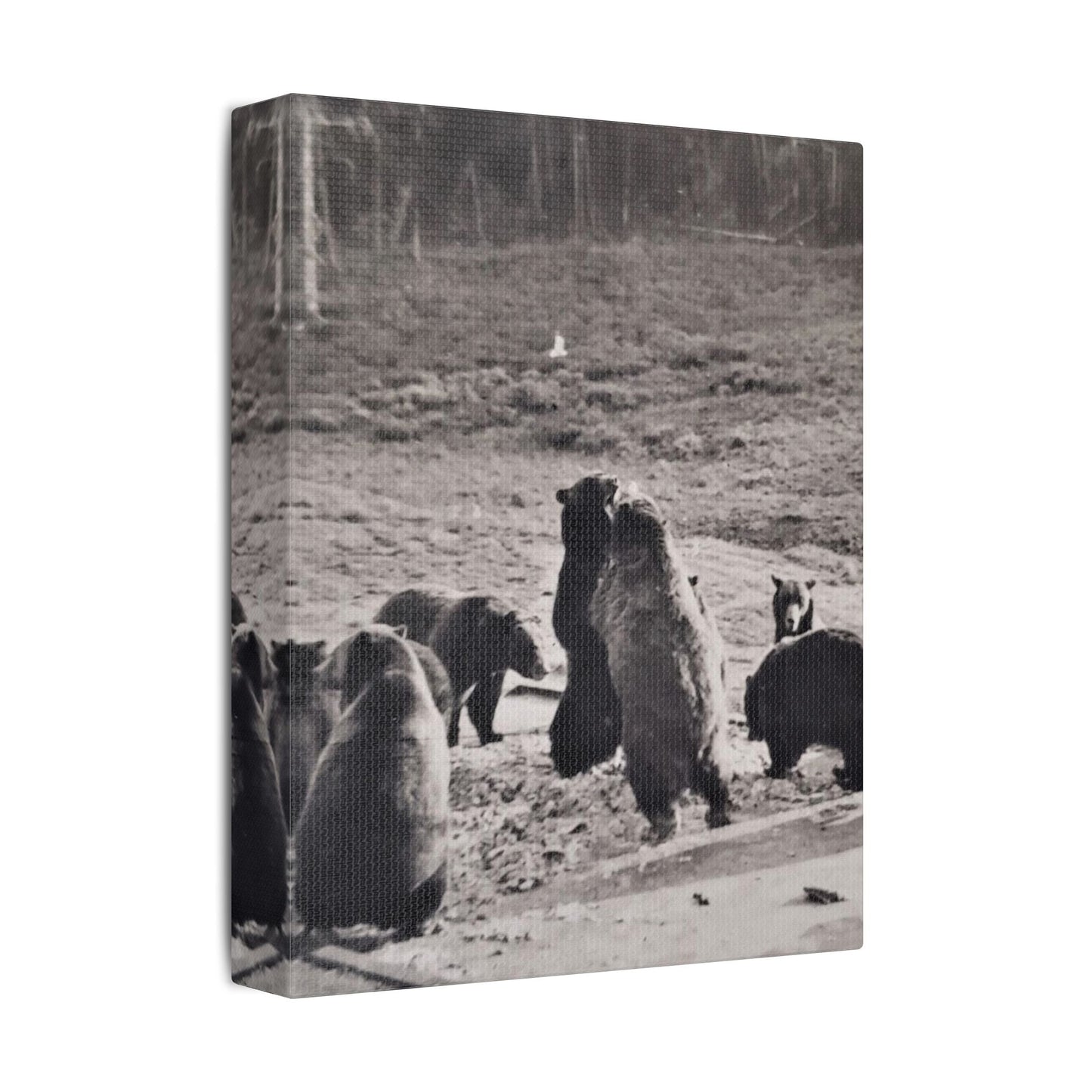 Yellowstone Grizzly Bears Satin Canvas Stretched