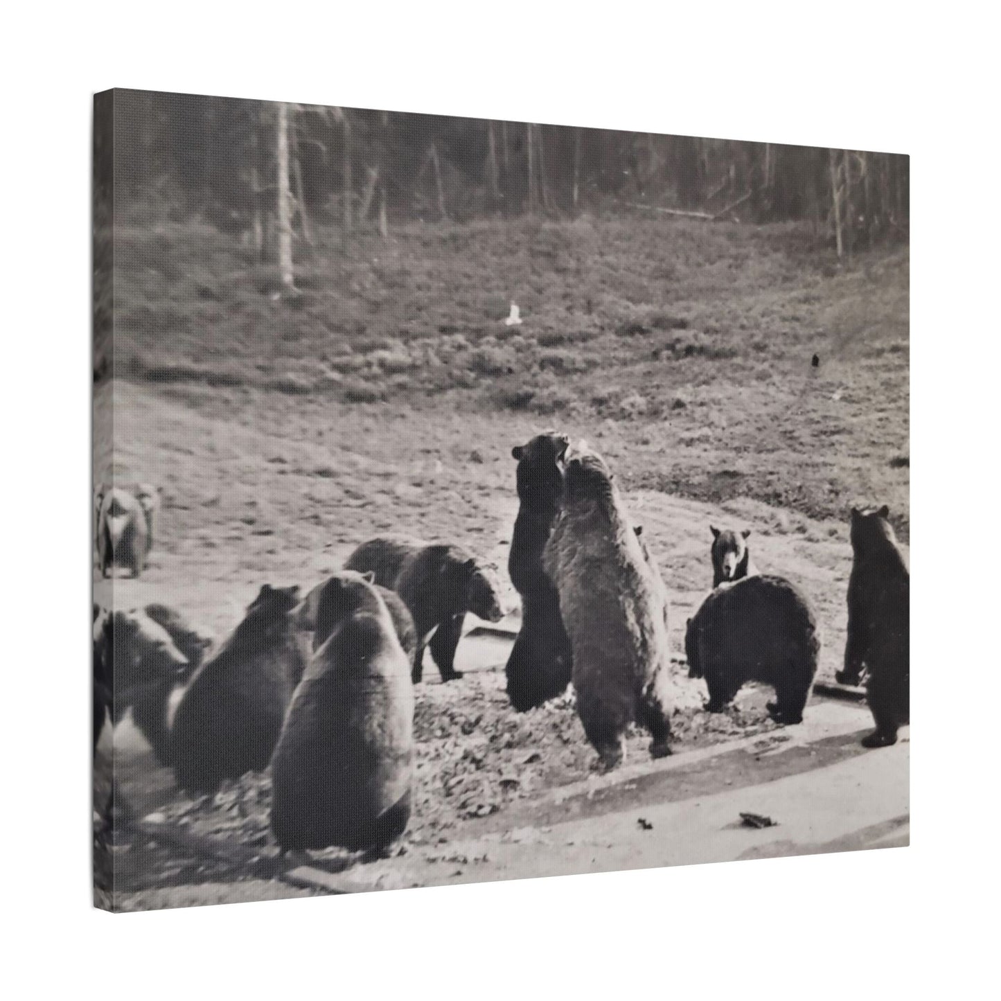 Yellowstone Grizzly Bears Satin Canvas Stretched