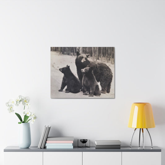 Yellowstone Black Bears Stretched Canvas 1.5" 30″ x 24″