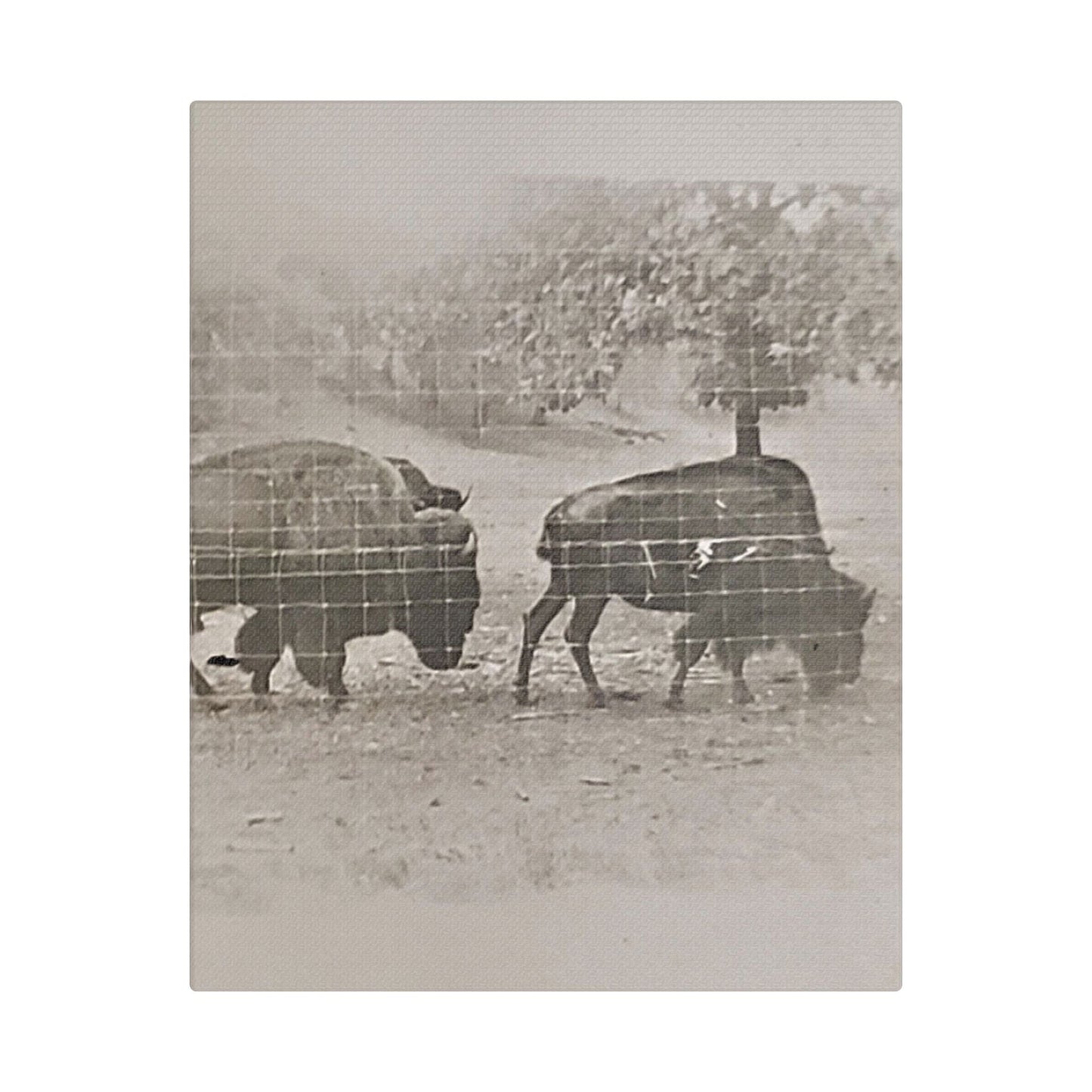 Buffalo at Redwood Falls Satin Canvas Stretched
