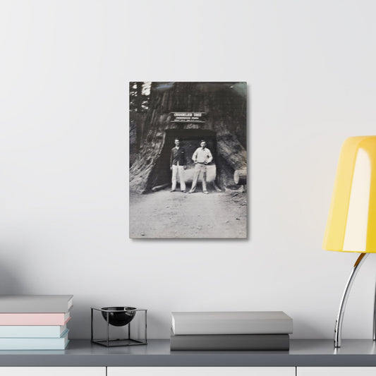 Chandelier Redwood Tree Stretched Canvas 1.5" 12″ x 16″