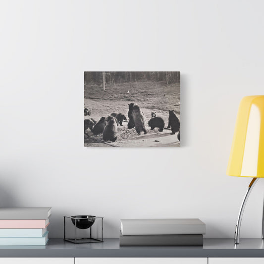 Yellowstone Grizzly Bears Satin Canvas Stretched 14″ x 11″ (Horizontal) 1.5"