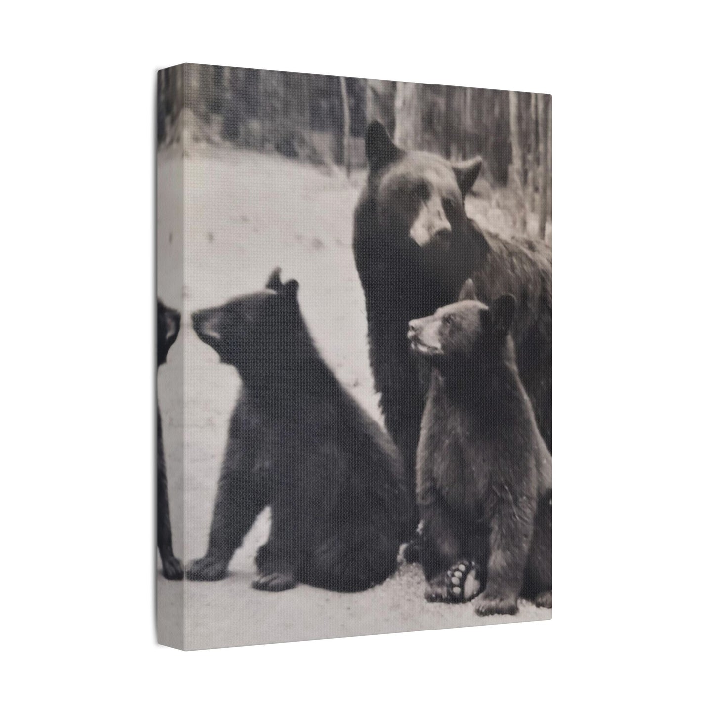 Yellowstone Black Bears Satin Canvas Stretched