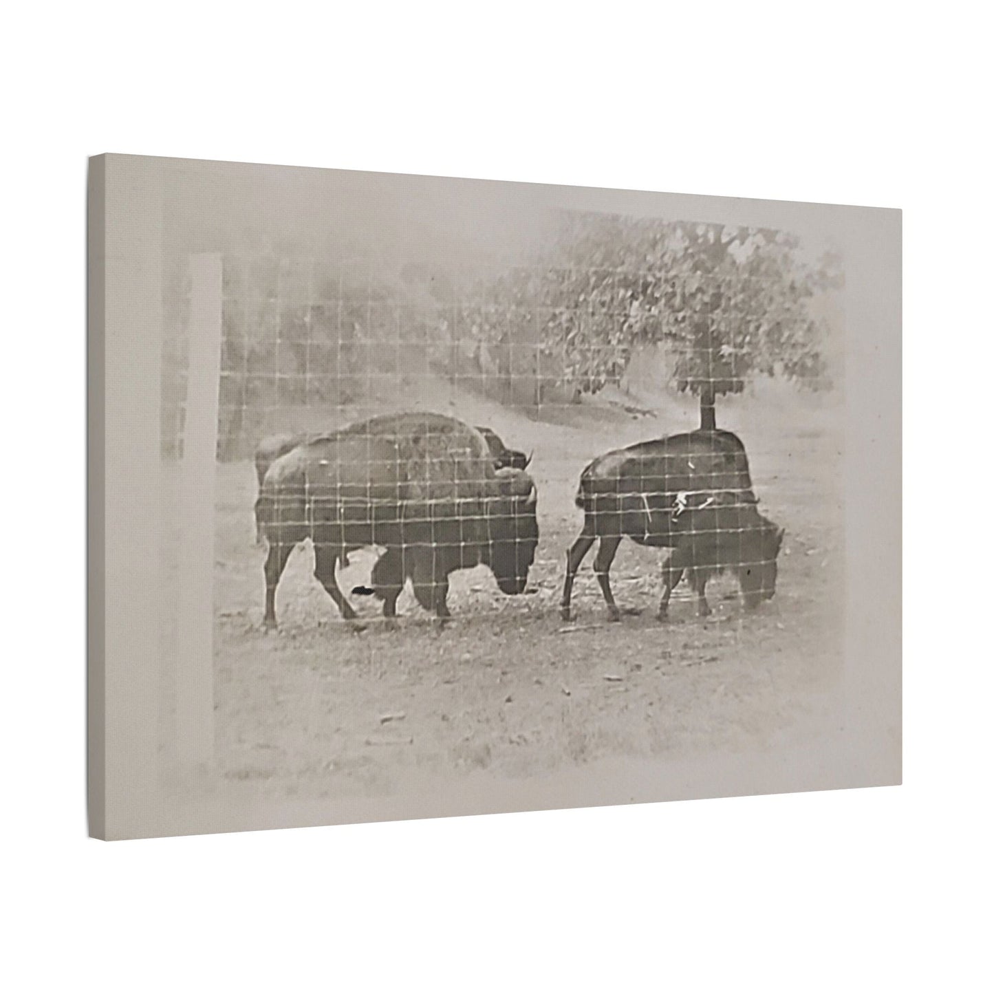 Buffalo at Redwood Falls Satin Canvas Stretched