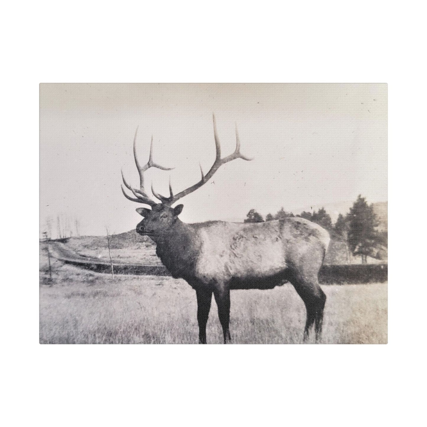 Yellowstone Bull Elk Satin Canvas Stretched