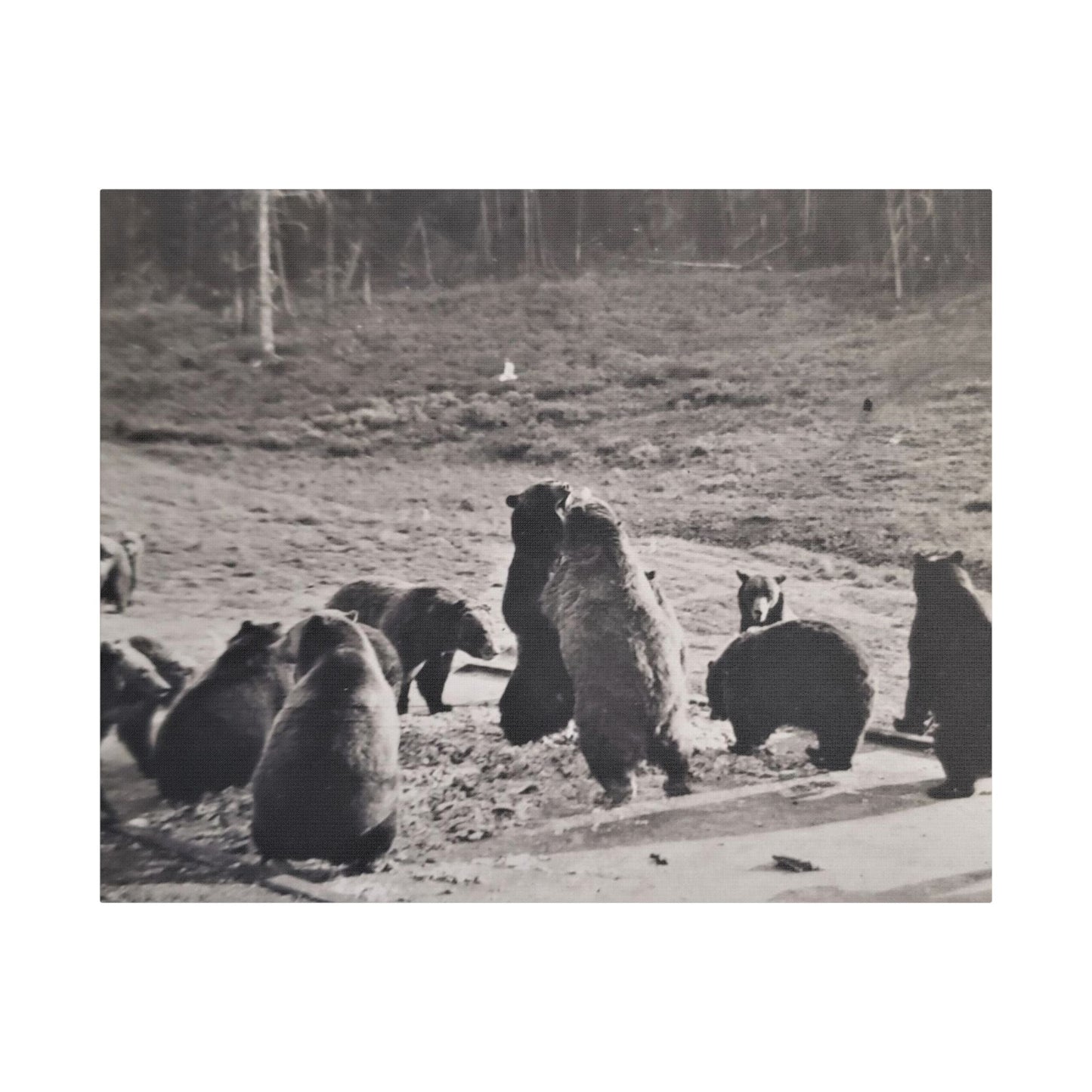 Yellowstone Grizzly Bears Satin Canvas Stretched