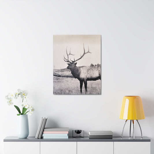 Yellowstone Bull Elk Stretched Canvas 1.5" 24″ x 30″