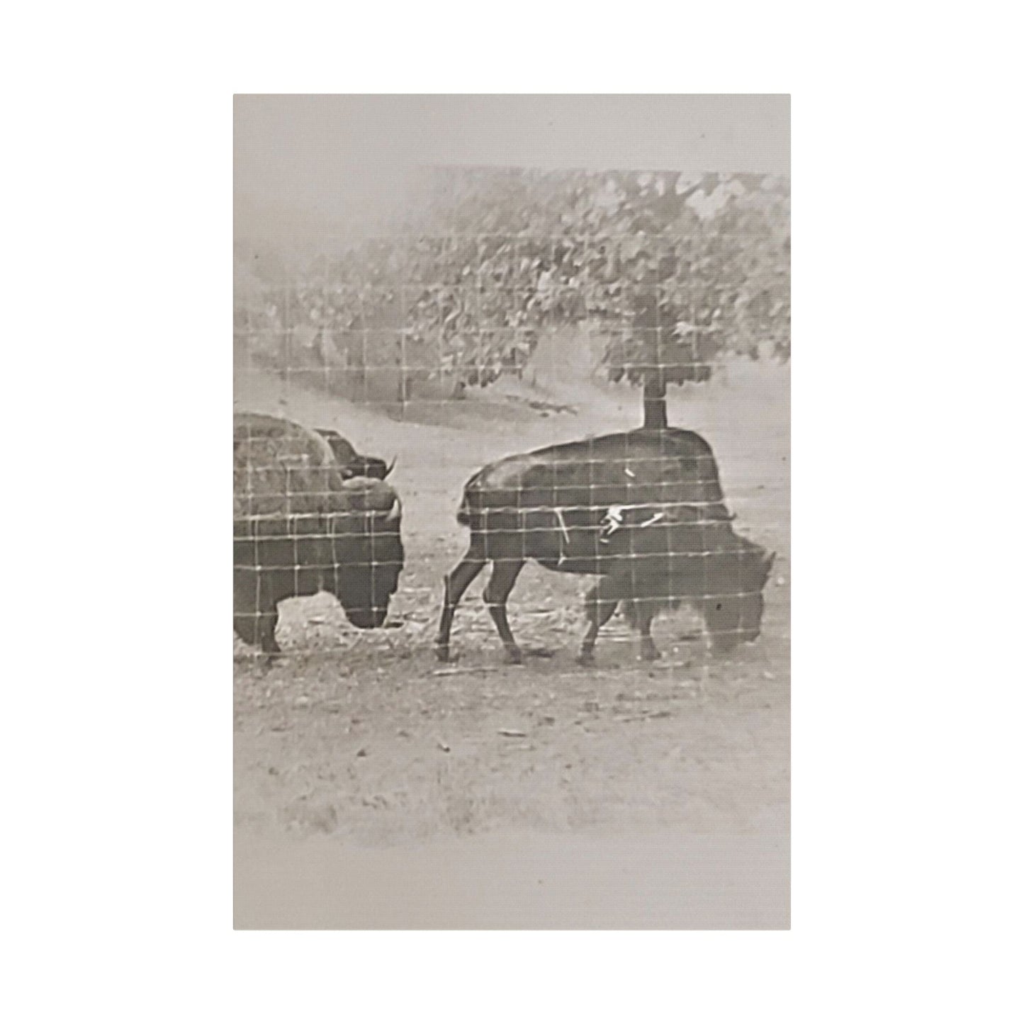 Buffalo at Redwood Falls Satin Canvas Stretched