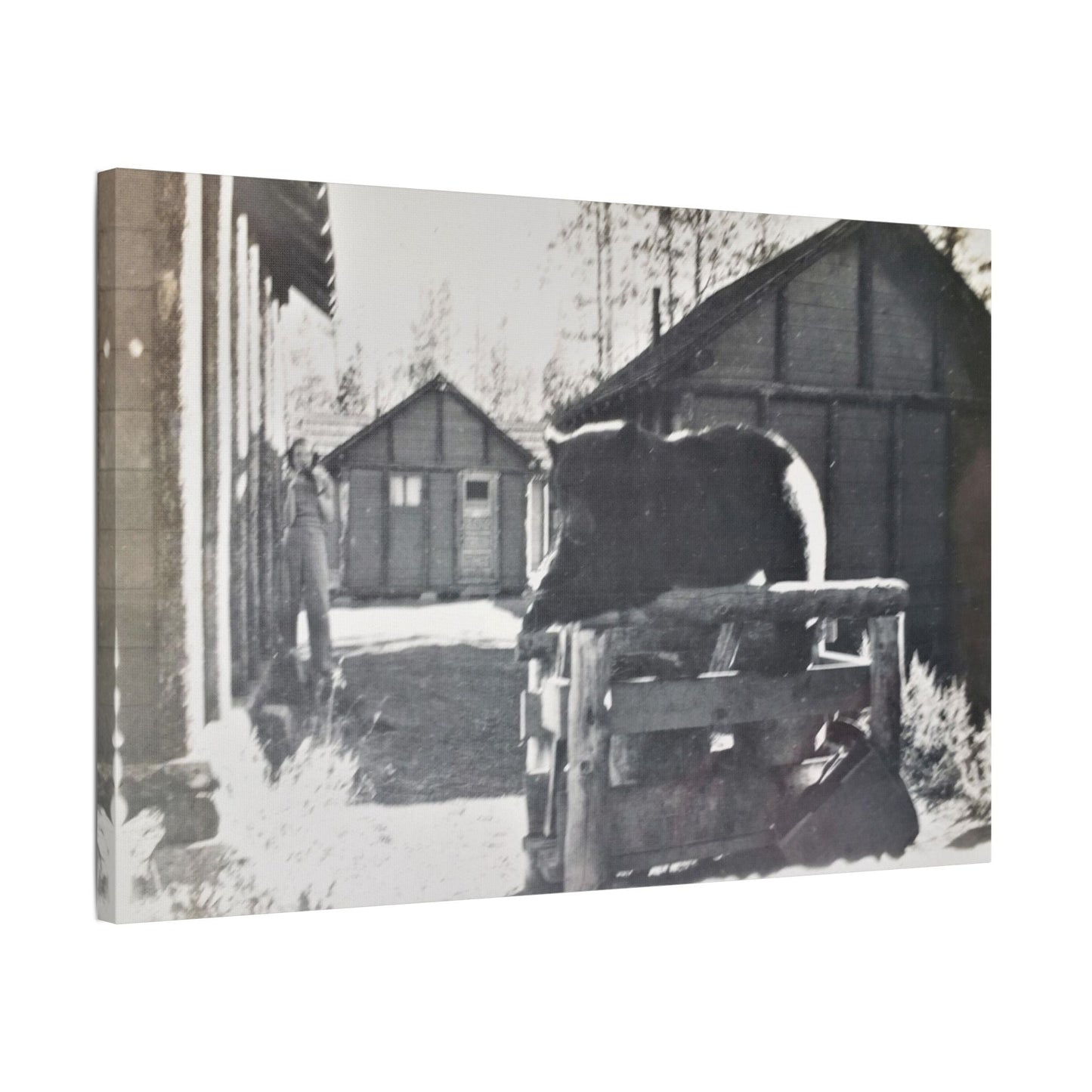 Yellowstone Bear Satin Canvas Stretched