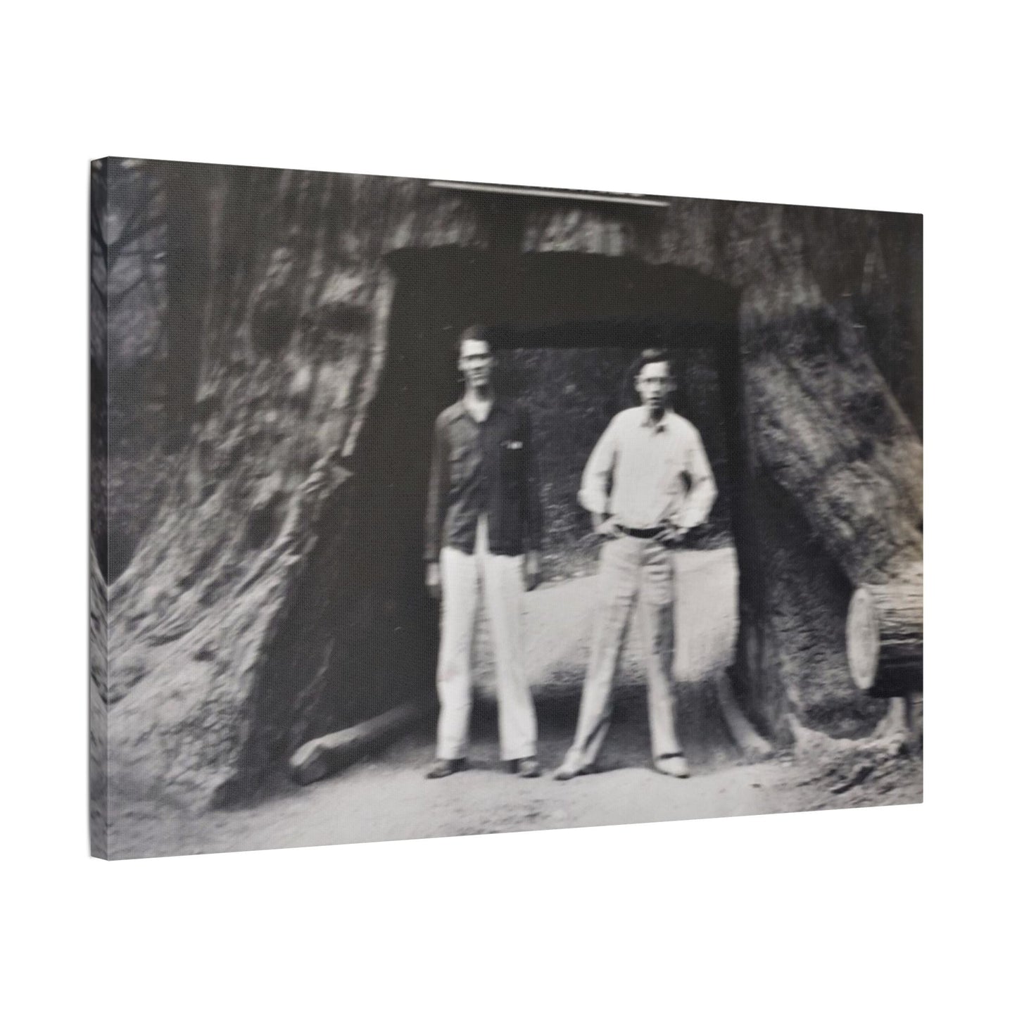 Chandelier Redwood Tree Satin Canvas Stretched