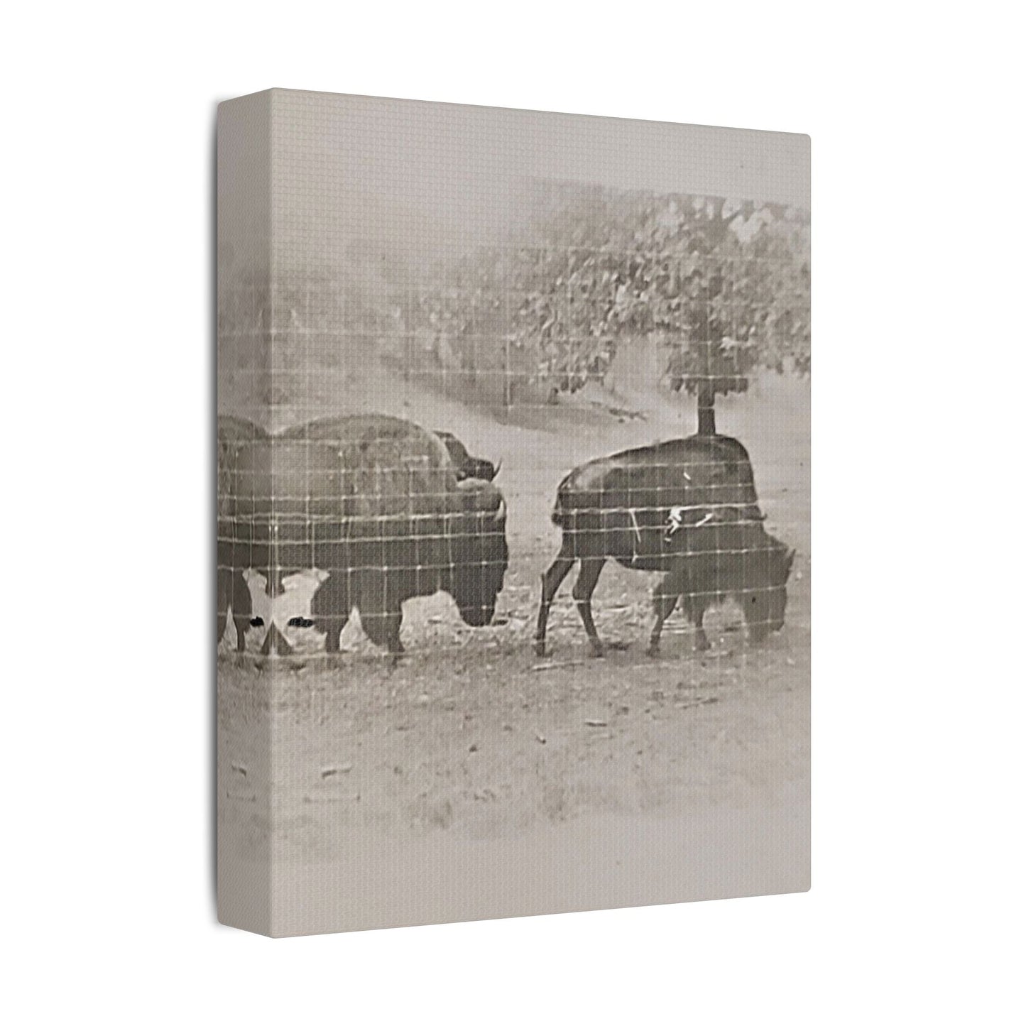 Buffalo at Redwood Falls Satin Canvas Stretched