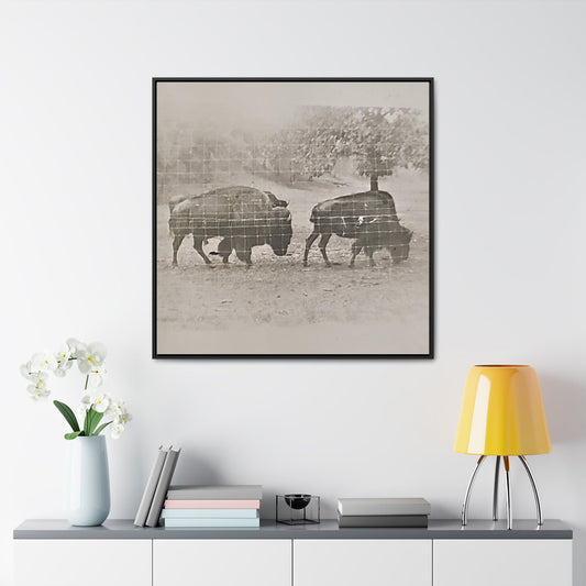 Buffalo at Redwood Falls Gallery Canvas Wraps Square Frame 36″ x 36″ Premium Gallery Wraps (1.25″) Black