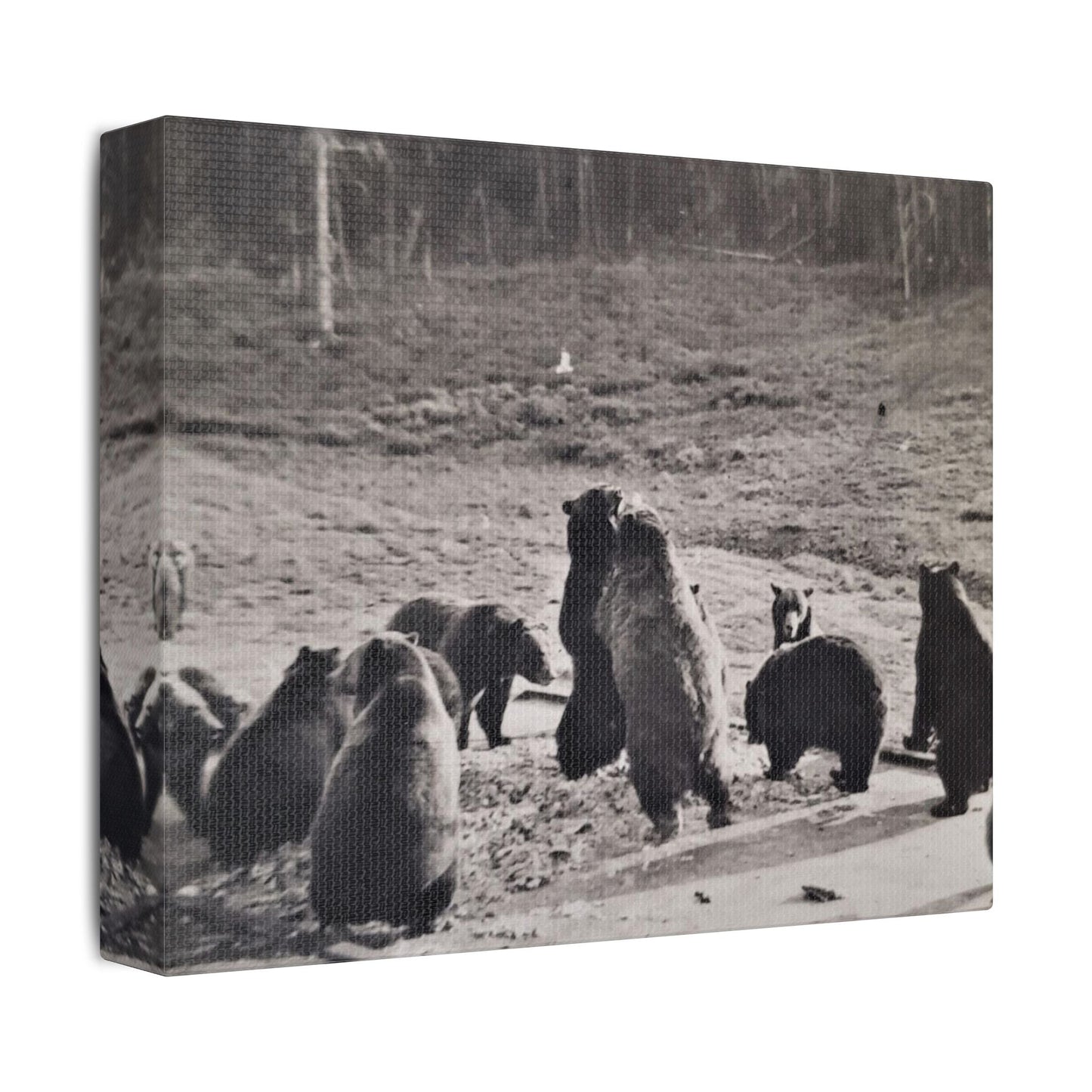 Yellowstone Grizzly Bears Satin Canvas Stretched