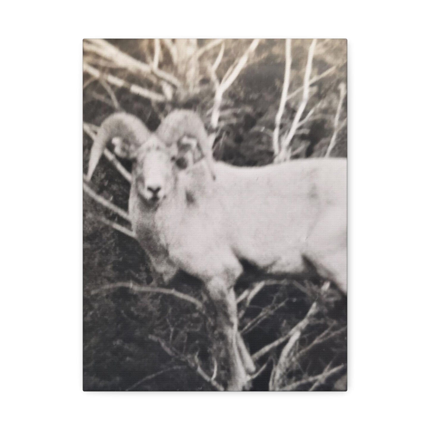 Yellowstone Big Horn Sheep Stretched Canvas