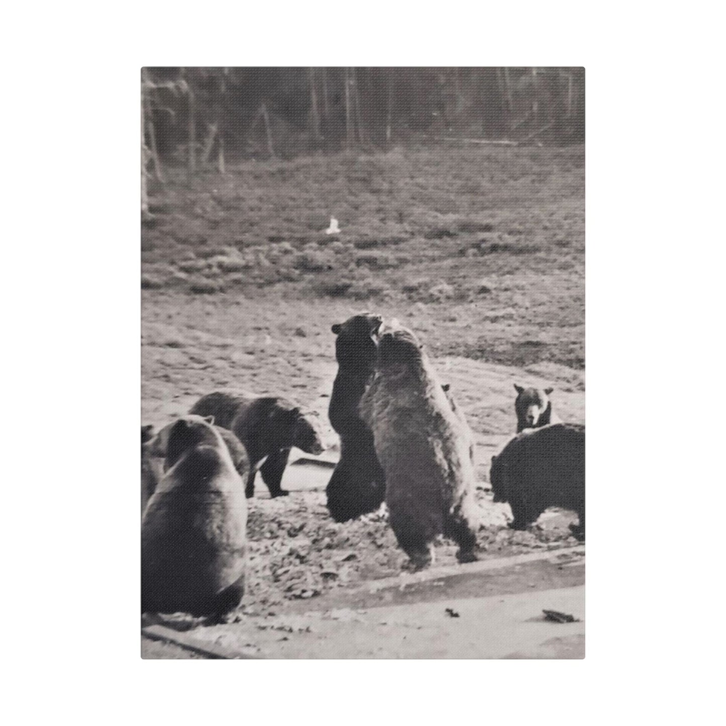 Yellowstone Grizzly Bears Satin Canvas Stretched