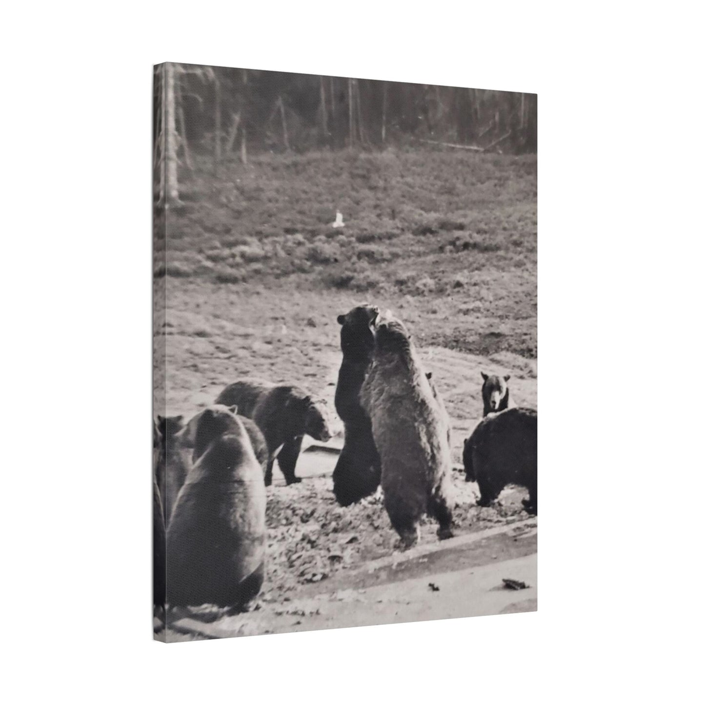 Yellowstone Grizzly Bears Satin Canvas Stretched
