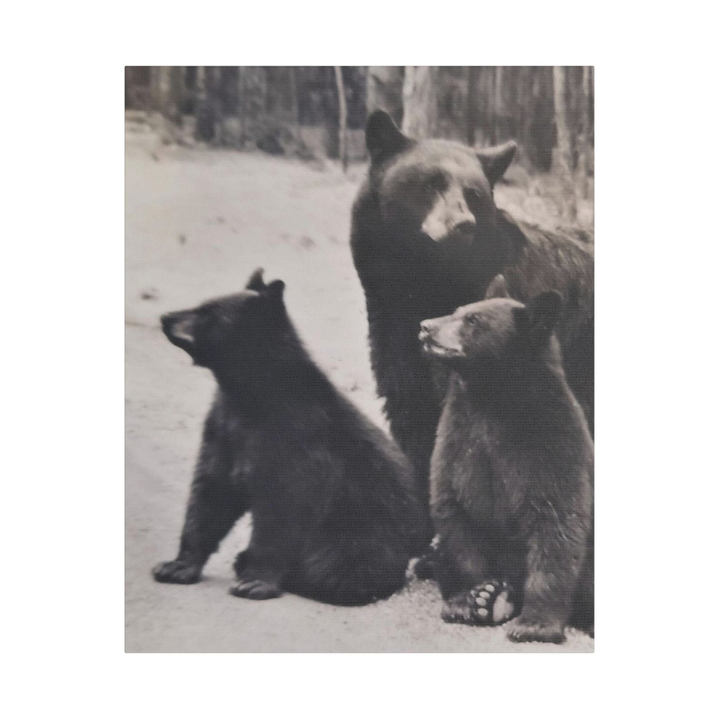 Yellowstone Black Bears Satin Canvas Stretched