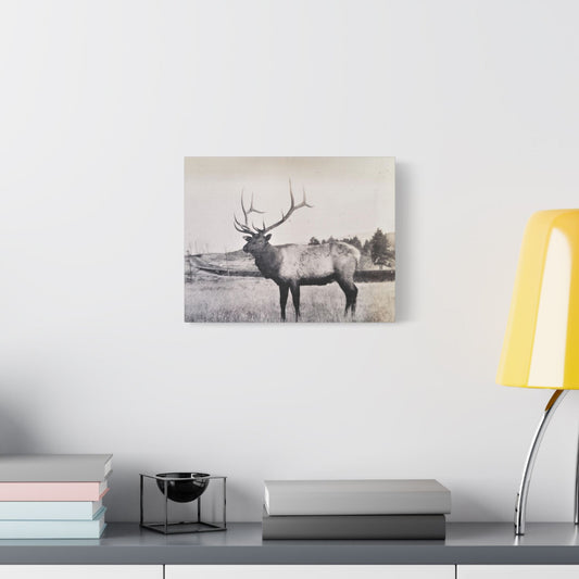 Yellowstone Bull Elk Satin Canvas Stretched 14″ x 11″ (Horizontal) 1.5"