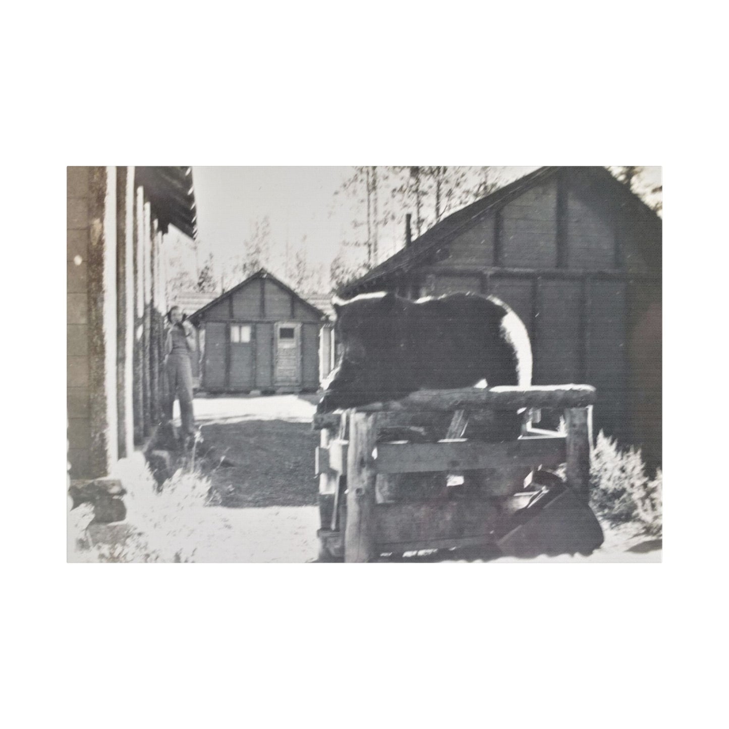 Yellowstone Bear Satin Canvas Stretched 36″ x 24″ (Horizontal) 1.5"