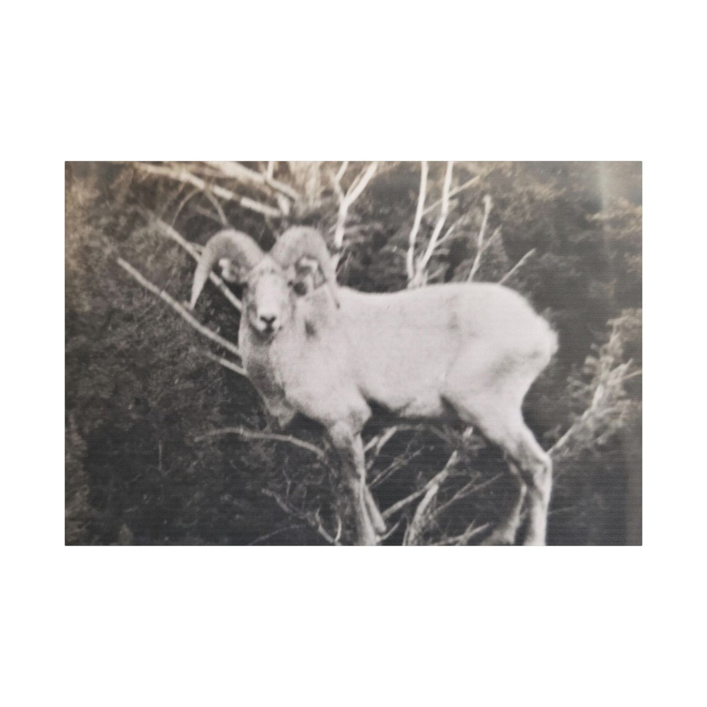 Yellowstone Big Horn Sheep Satin Canvas Stretched