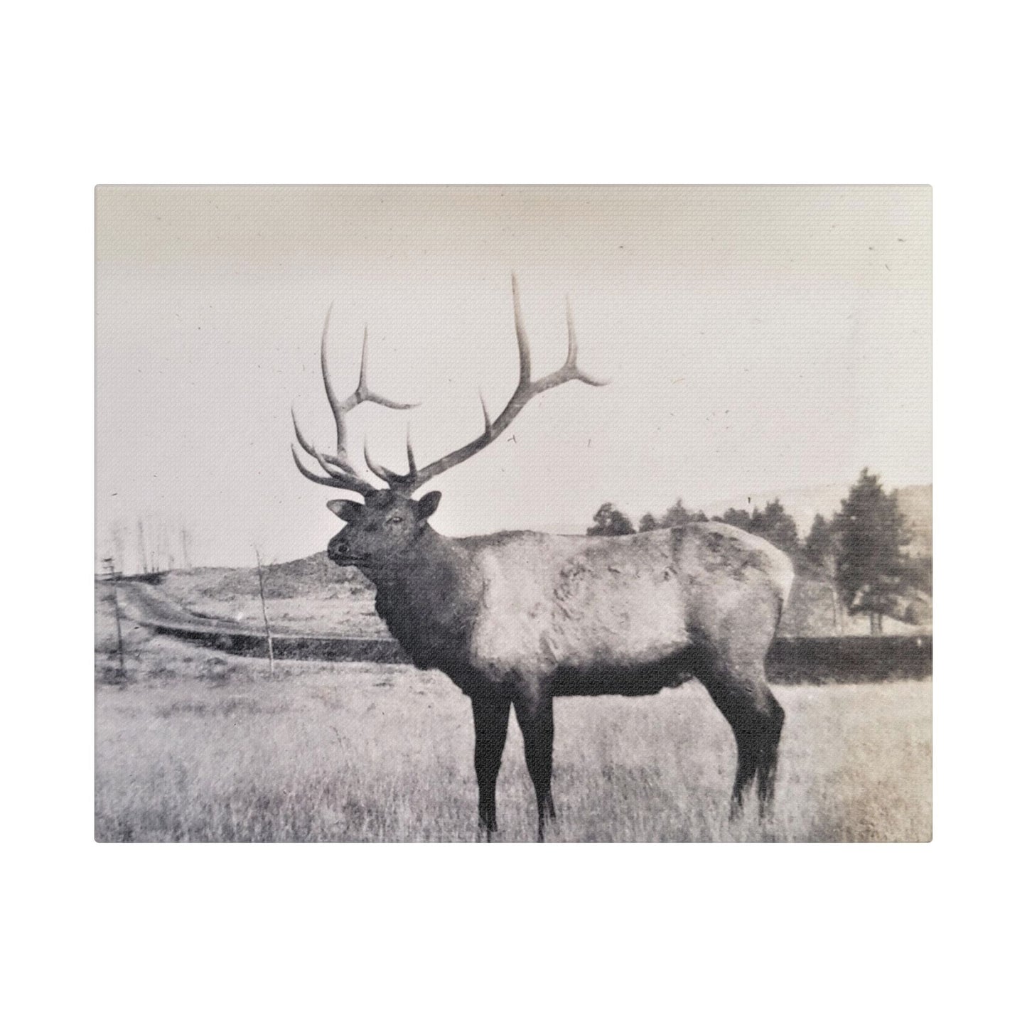 Yellowstone Bull Elk Satin Canvas Stretched