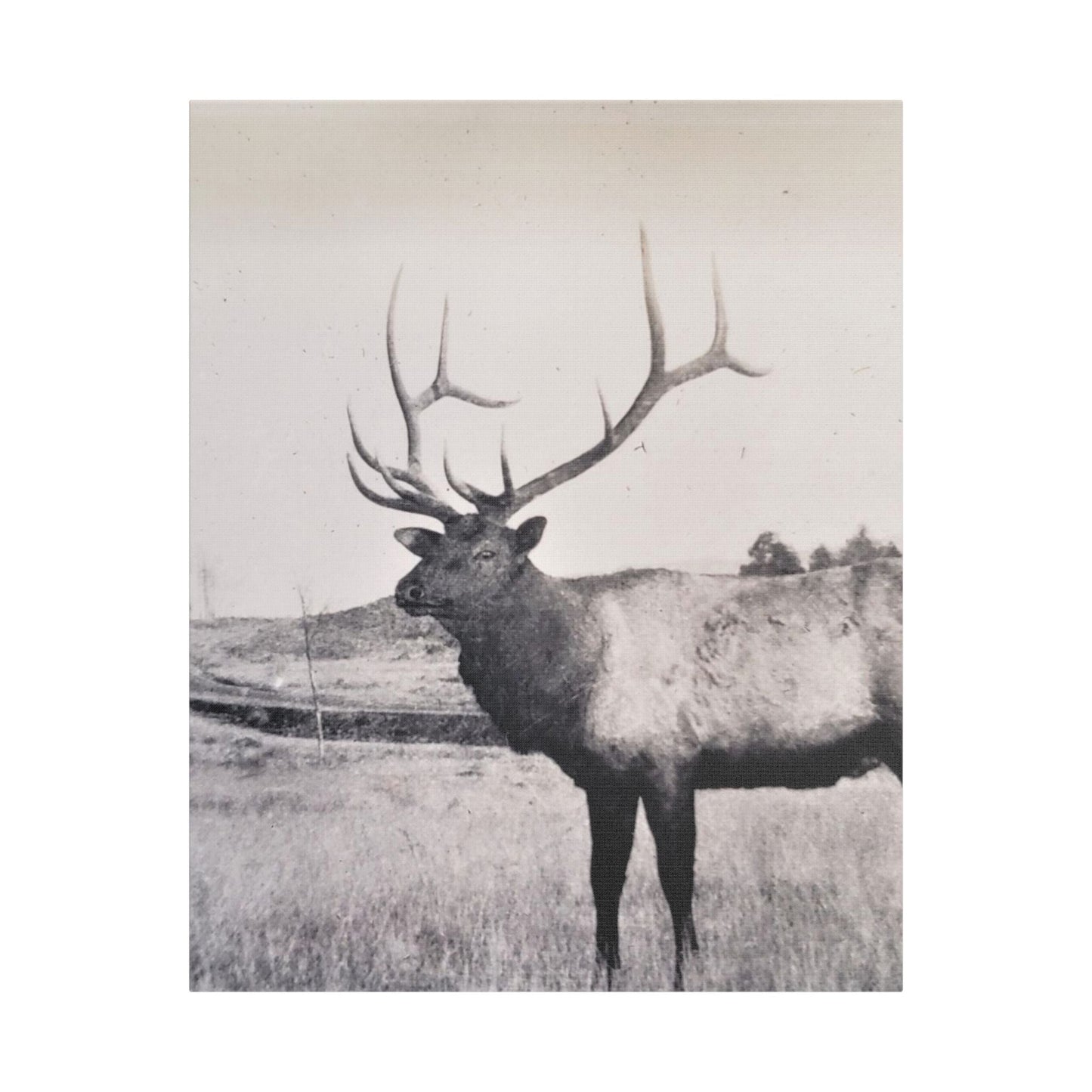 Yellowstone Bull Elk Satin Canvas Stretched