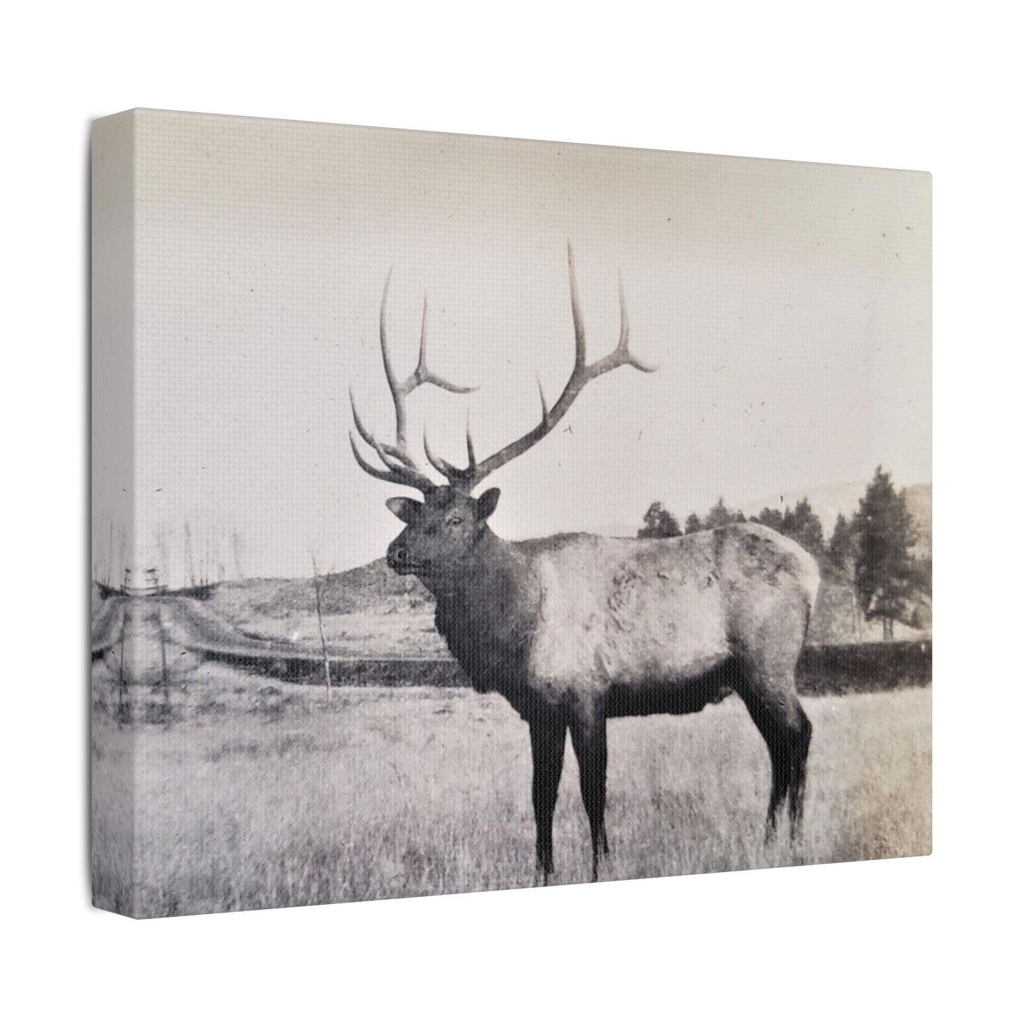 Yellowstone Bull Elk Satin Canvas Stretched