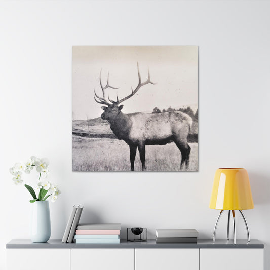 Yellowstone Bull Elk Canvas Gallery Wraps 36″ x 36″ 1.25"