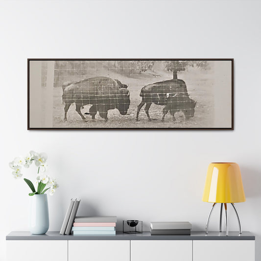 Buffalo at Redwood Falls Gallery Canvas Wraps Horizontal Frame 60″ x 20″ Walnut Premium Gallery Wraps (1.25″)
