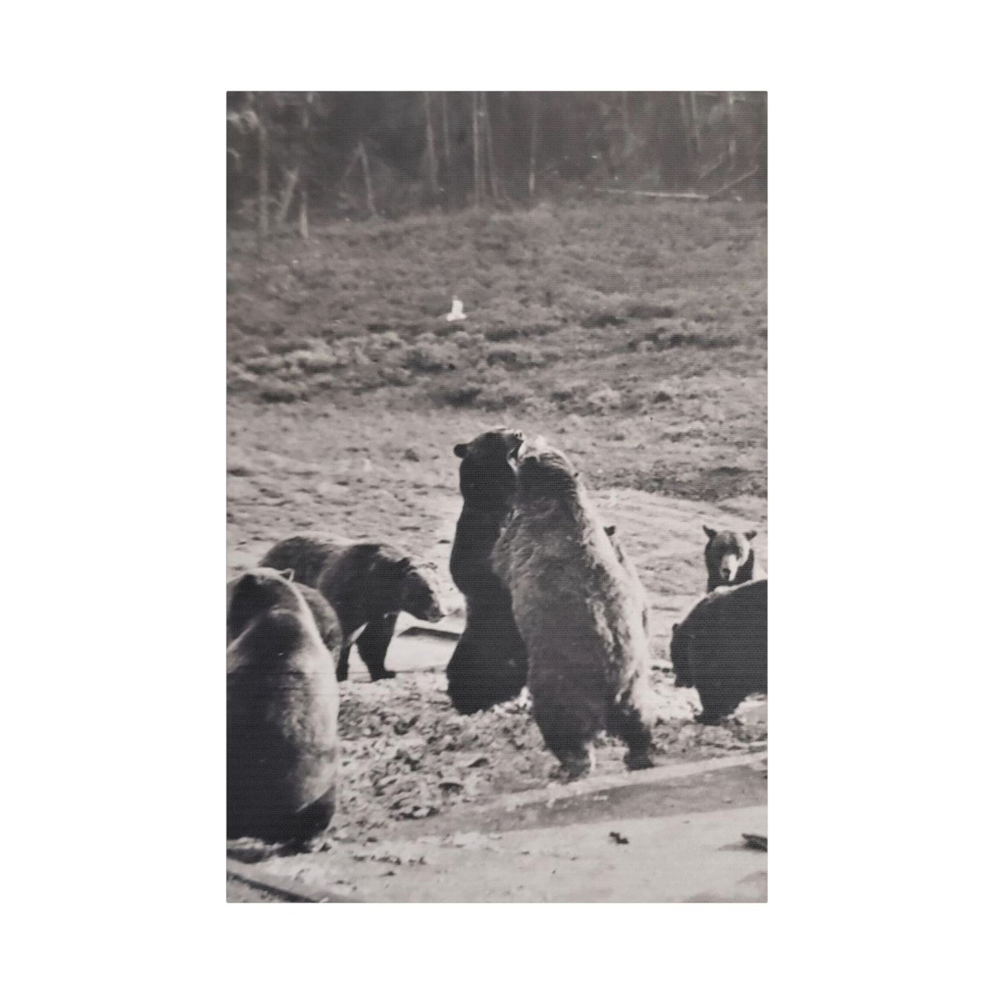 Yellowstone Grizzly Bears Satin Canvas Stretched