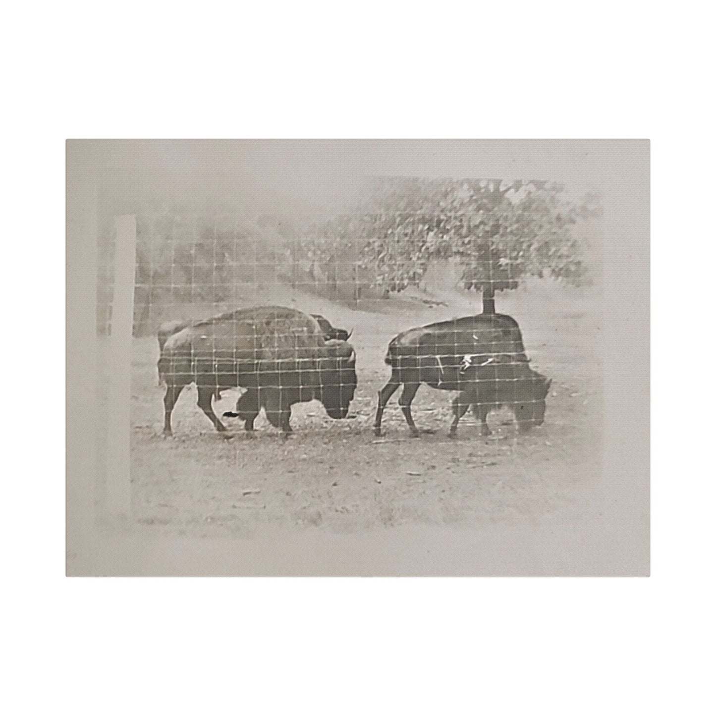 Buffalo at Redwood Falls Satin Canvas Stretched