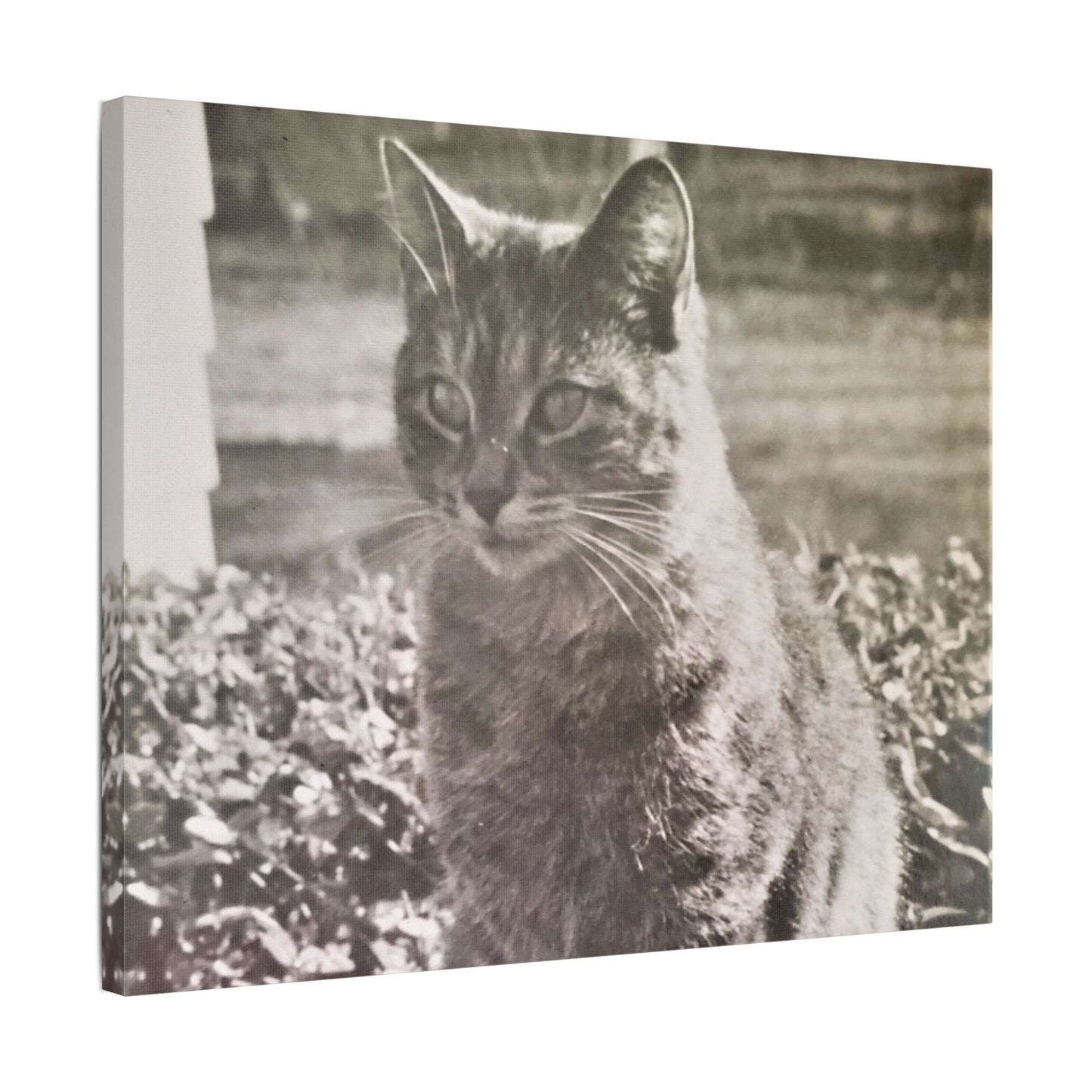 Caledonia Satin Canvas Stretched