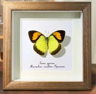 Real framed Butterfly and Beetle Kia Day Design
