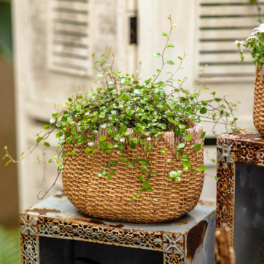 Lady Straw Basket Cement Planter - - Planter