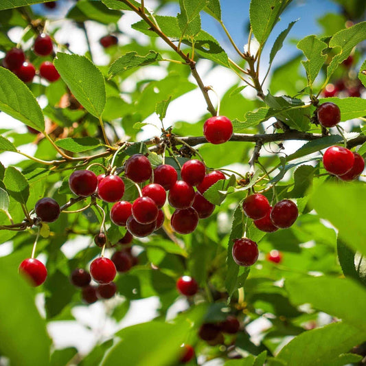 Romeo and Juliet Cherry Trees - - Plant