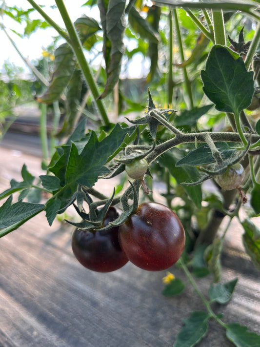Dances With Smurfs, Tomato - - Seeds
