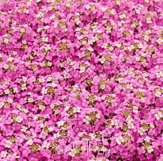 Pink Dwarf Sweet Alyssum – 250 Seeds - - Seeds
