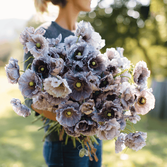 Amazing Grey Poppy – 25 Seeds - - Seeds