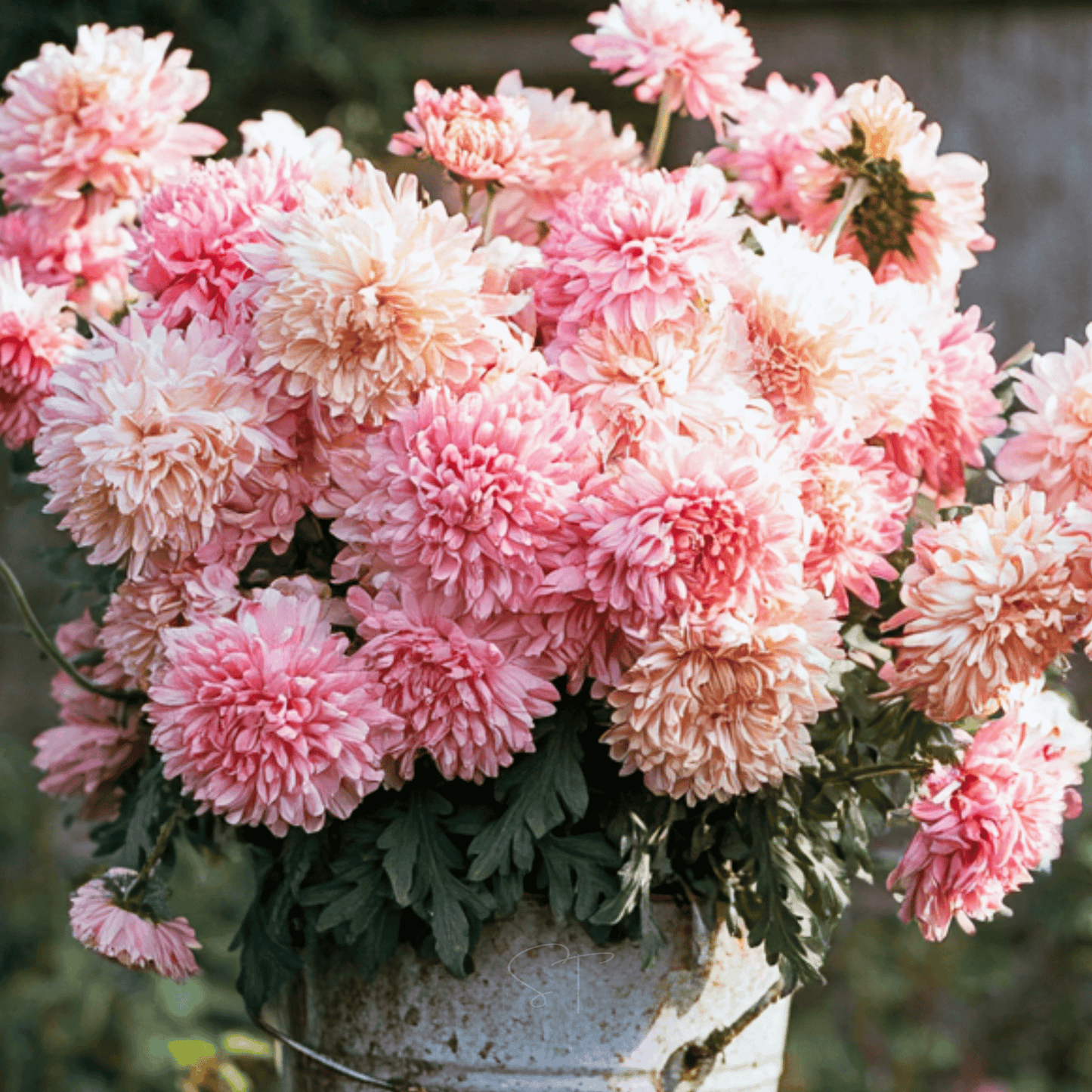 Apricot Paeony Duchess Aster – 50 Seeds - - Seeds
