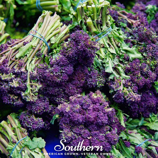 Purple Sprouting Broccoli – 100 Seeds - - Seeds
