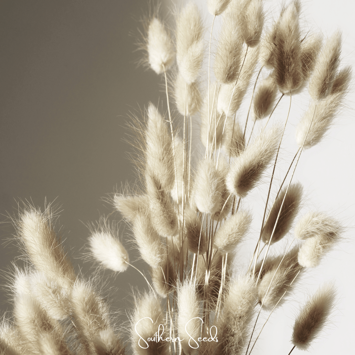 Bunny Tails – 50 Seeds - - Seeds