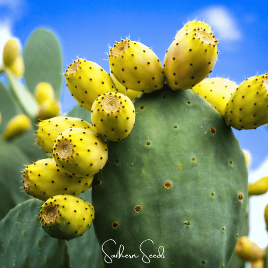 Prickly Pear Cactus – 15 Seeds - - Seeds